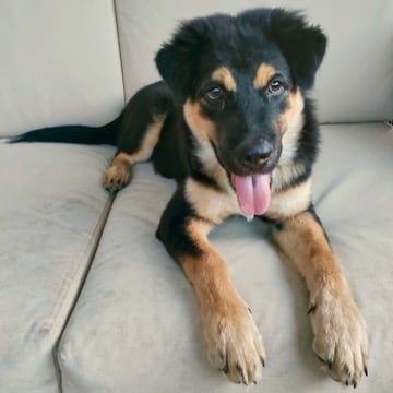 Bruno