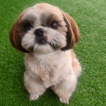 Coco